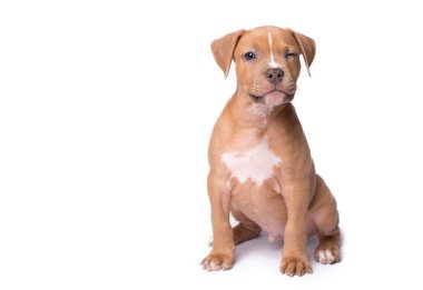 Amerikan staffordshire terrier üzerinde beyaz izole