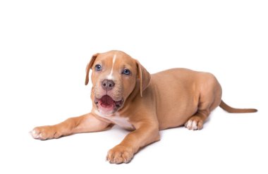 Amerikan staffordshire terrier üzerinde beyaz izole