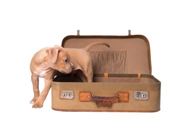 Amerikan staffordshire terrier üzerinde beyaz izole