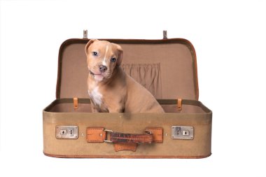 Amerikan staffordshire terrier üzerinde beyaz izole