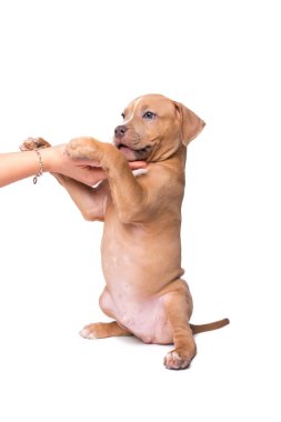 Amerikan staffordshire terrier üzerinde beyaz izole