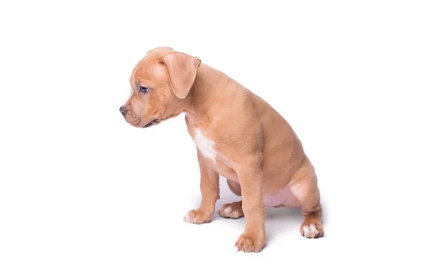 American staffordshire terrier isolado em branco — Fotografia de Stock