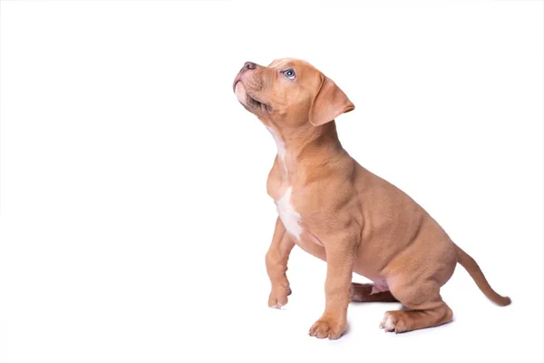 Amerikai Staffordshire Terrier elszigetelt fehér — Stock Fotó