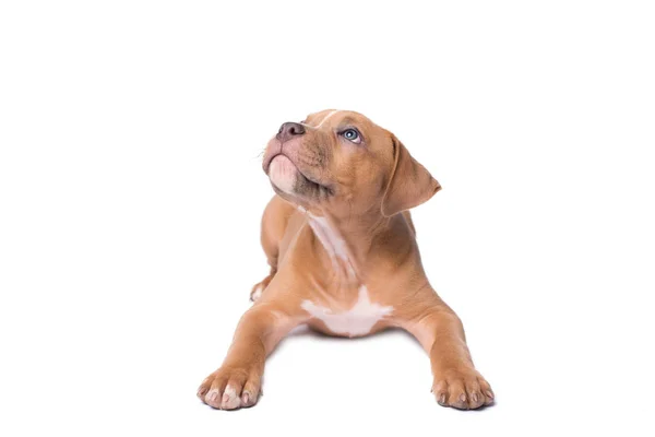 American staffordshire terrier isolé sur blanc — Photo