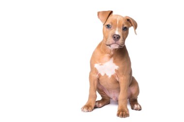 Amerikan staffordshire terrier beyaz zemin üzerine