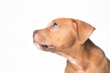 Amerikan staffordshire terrier beyaz zemin üzerine