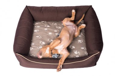 Amerikan staffordshire terrier yatağının üzerinde