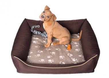 Amerikan staffordshire terrier yatağının üzerinde