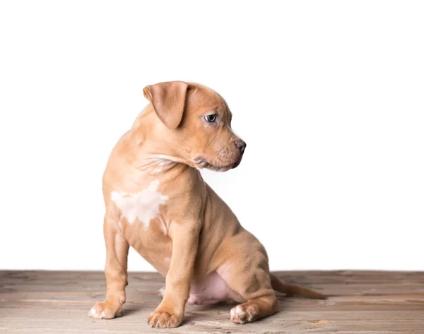 American Staffordshire Terrier perro — Foto de Stock