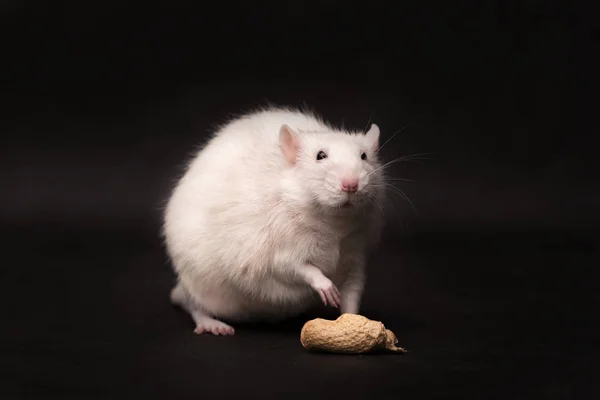 White rat isolated on dark background — Stock Photo, Image