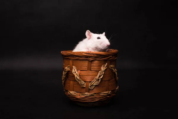 White rat isolated on dark background — Stock Photo, Image