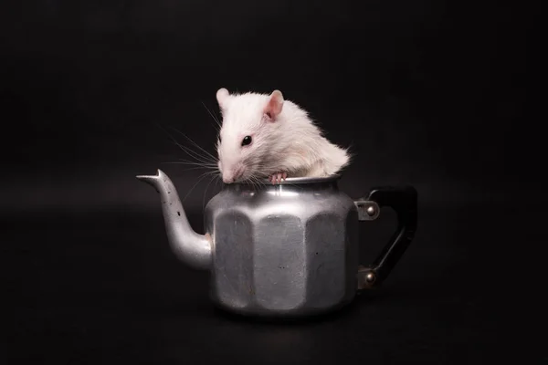 White rat isolated on dark background — Stock Photo, Image