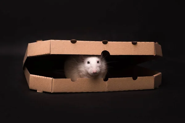White rat isolated on dark background — Stock Photo, Image