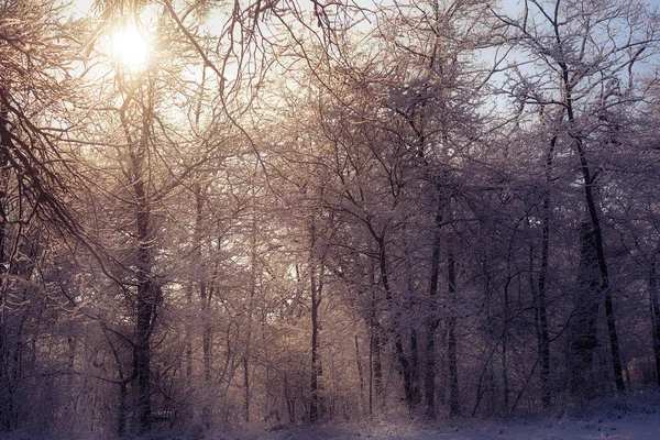 森のシーン、雪の降る冬の日 — ストック写真