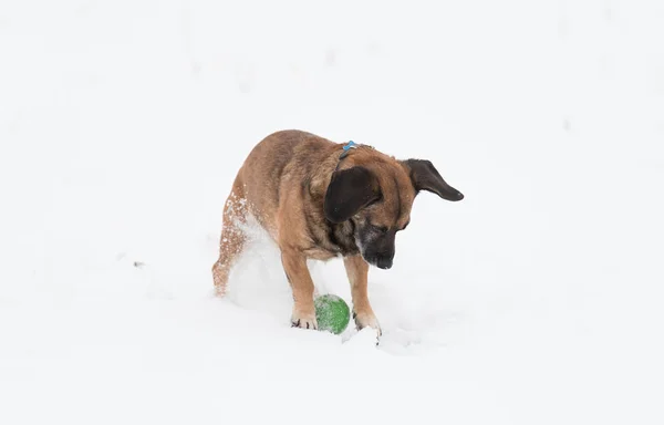 Mongrel hund spelar i den — Stockfoto