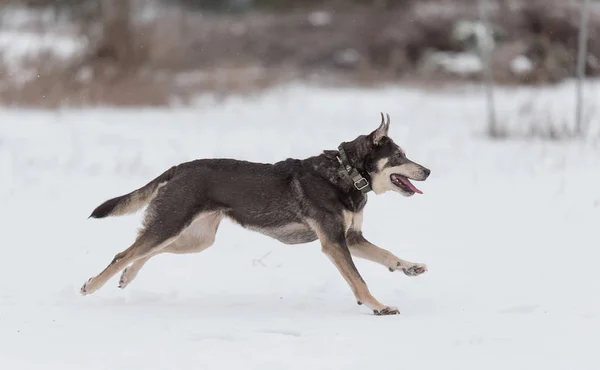 Cane bastardo che gioca nel — Foto Stock