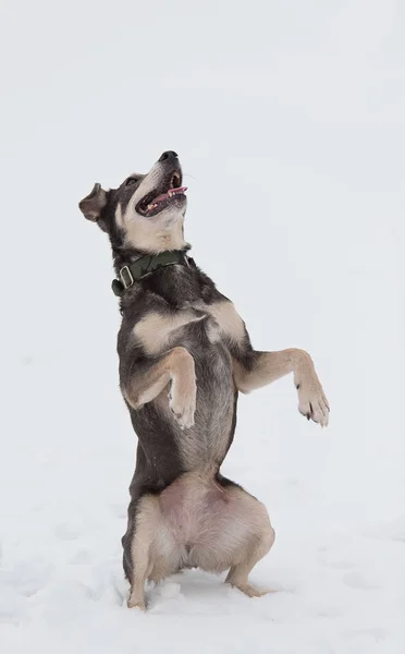 Mongrel dog playing in the — Stock Photo, Image