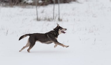 Melez köpek oynarken 