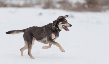 Melez köpek oynarken 