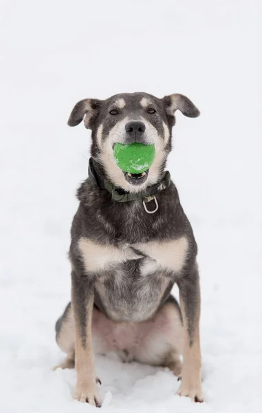 Mongrel dog playing in the — Stock Photo, Image