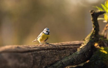 Mavi bir memenin yakın plan fotoğrafı.