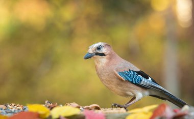 Avrasyalı Jay besleyicinin üzerinde oturuyor.