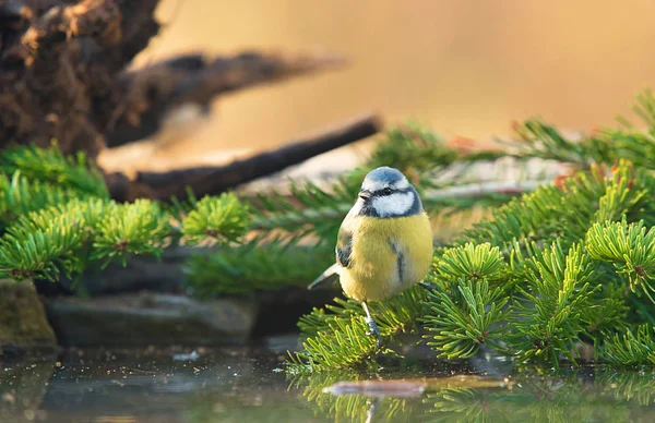 Modré kozy sedí na větvi borovice — Stock fotografie