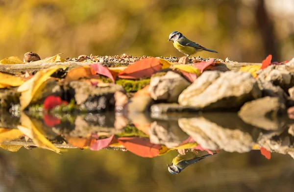 Mésange bleue sur un feader un jour d'automne — Photo