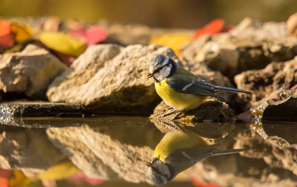 Gros plan photo d'une mésange bleue — Photo