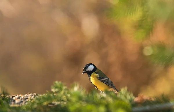 Grande topo seduto su un ramo di pino verde — Foto Stock