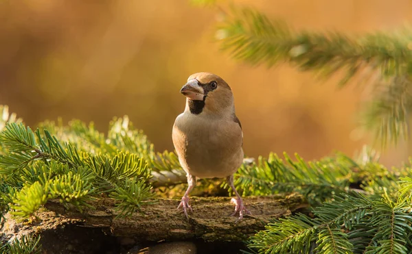 Foto de close-up de um belo pássaro falcão — Fotografia de Stock