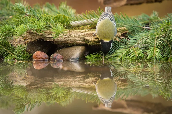 Great titmouse drinking from the lake — Stock Photo, Image