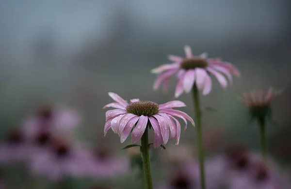 Close-up foto van bloemen in het park een mistige dag — Stockfoto