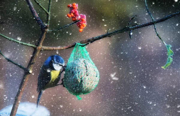 Maminha azul com bola de gordura titmouse — Fotografia de Stock