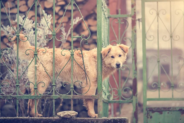 Curious dog looking from the hole in the fence