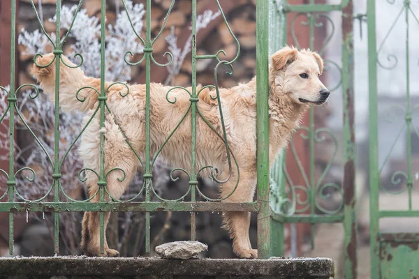 Curious dog looking from the hole in the fence