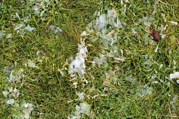 Frostat gräs på vintern — Stockfoto
