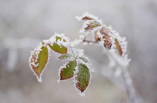 Pianta glassata un giorno d'inverno — Foto Stock