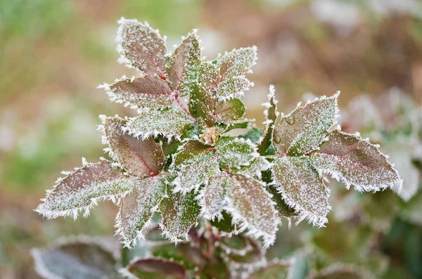 Mrożona roślina w dzień zimy — Zdjęcie stockowe