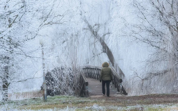 Nature givrée un jour d'hiver — Photo