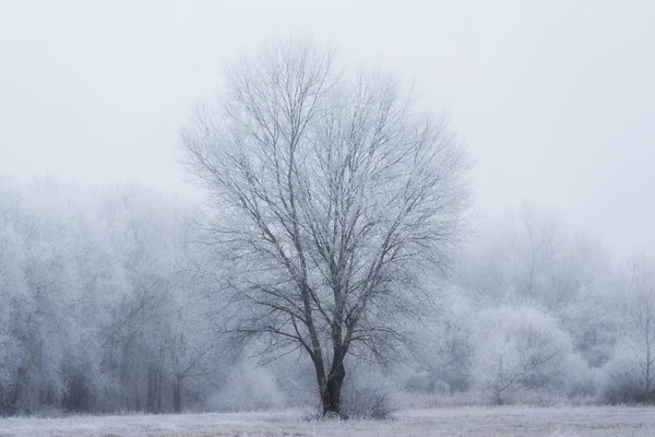 Frostad natur en vinterdag — Stockfoto
