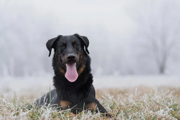 Пастушья собака, отдыхающая в поле зимой — стоковое фото