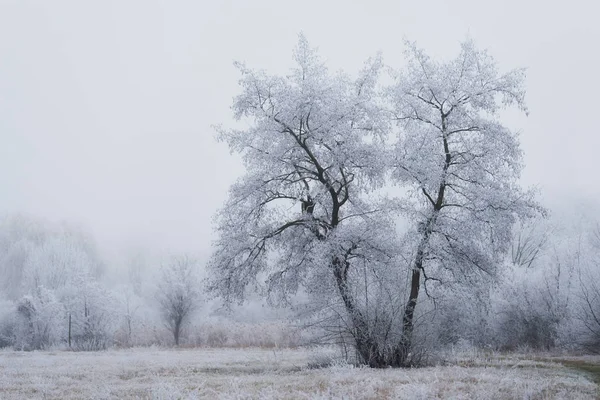 Заморожена природа зимовий день — стокове фото
