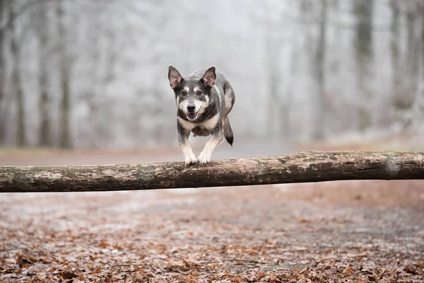 Pies kundel skacze na treningu — Zdjęcie stockowe