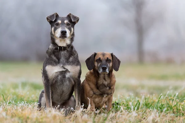 Due cani seduti nel parco — Foto Stock