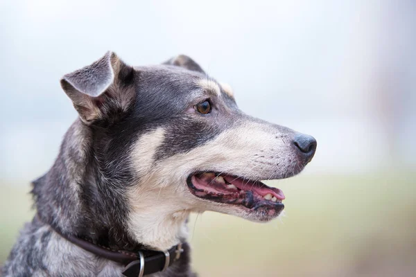 Retrato de close-up de um cão rafeiro — Fotografia de Stock