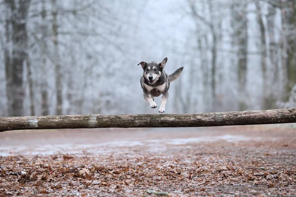 Mongrel hond springt bij de training — Stockfoto