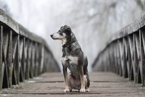 Cão sentado em uma ponte de madeira — Fotografia de Stock