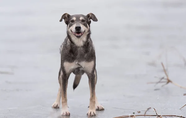 Собака, стоящая на замерзшем озере — стоковое фото