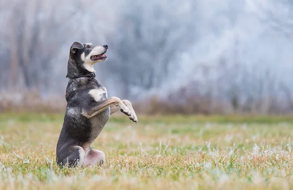 Очаровательная собака стоит на двух ногах — стоковое фото